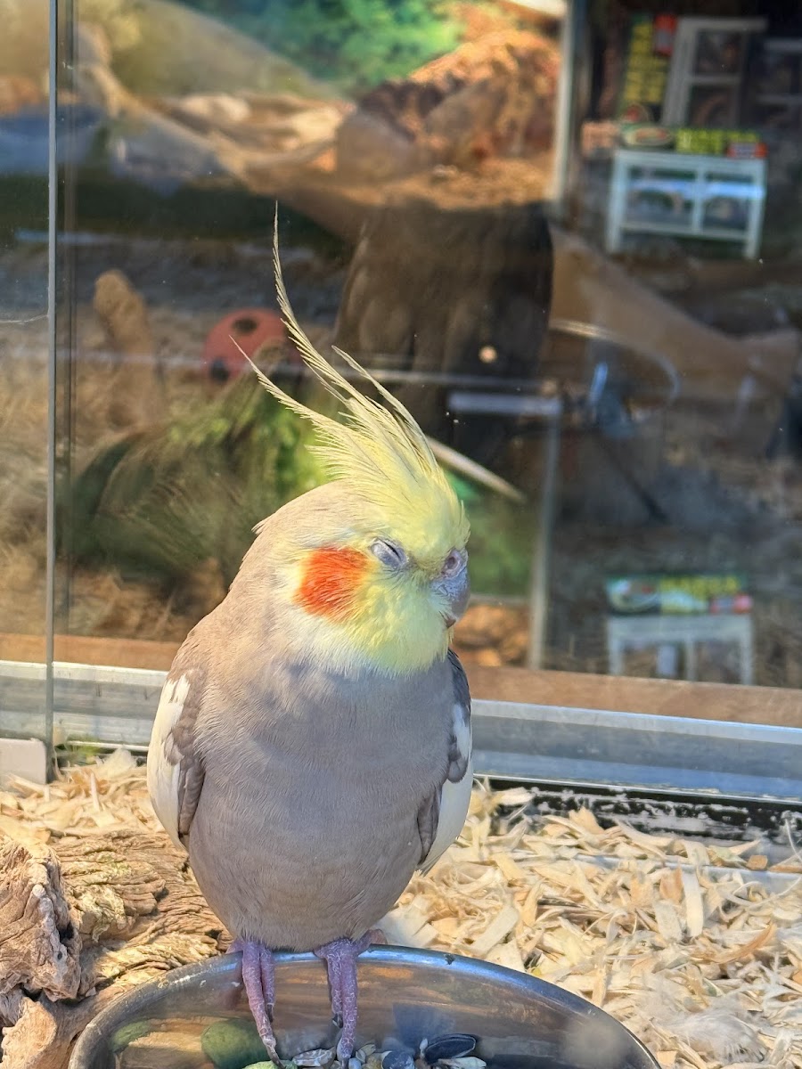 Tropical Pets photo 2