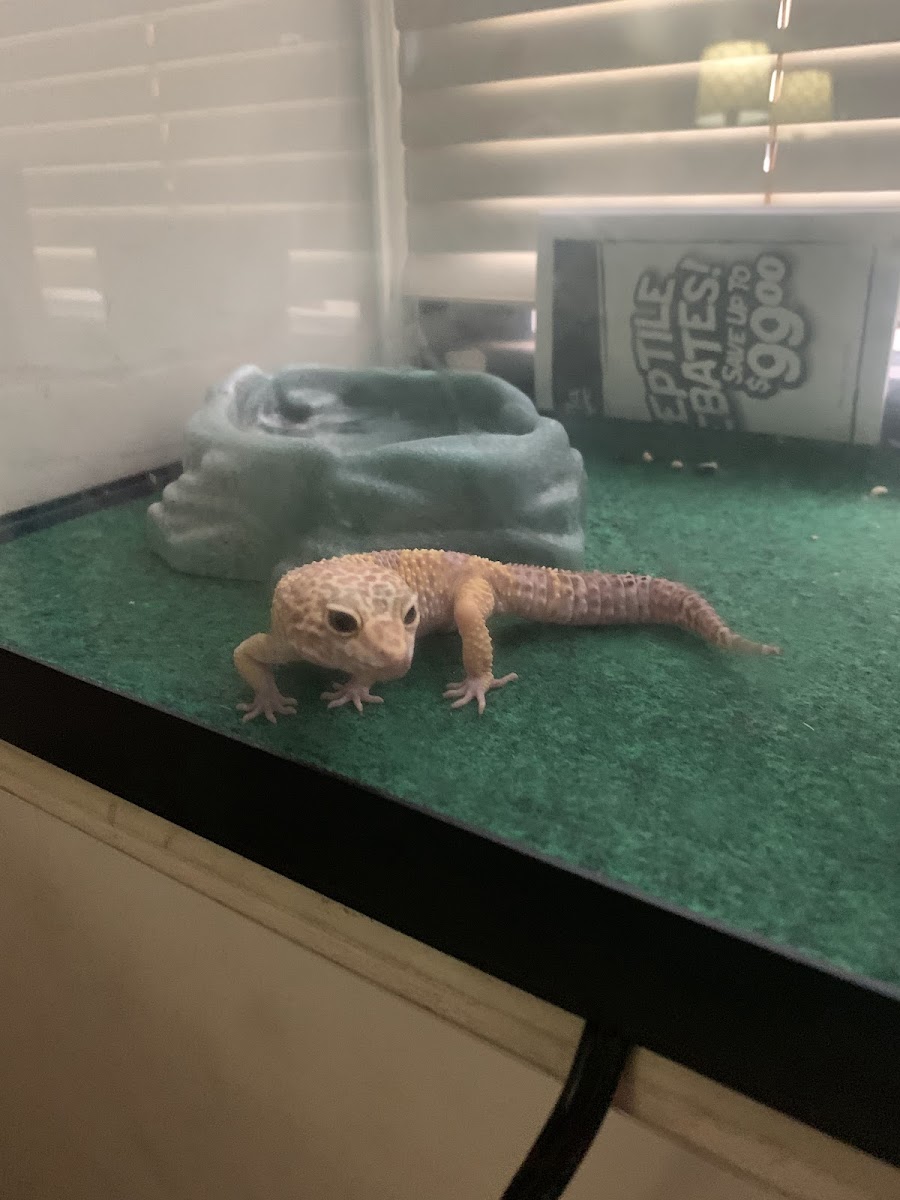 Tropical Pets photo 3