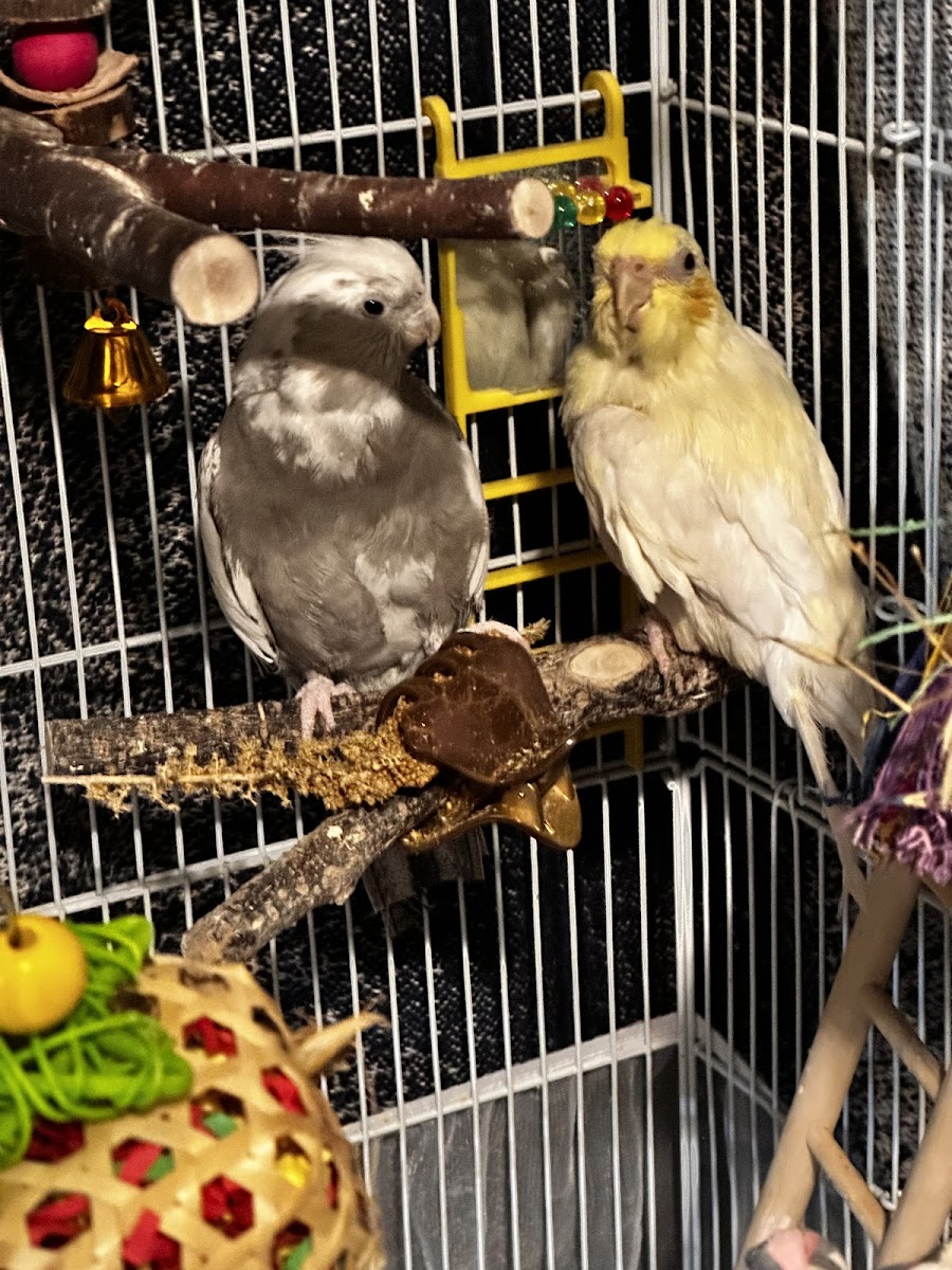 Tropical Pets photo 5
