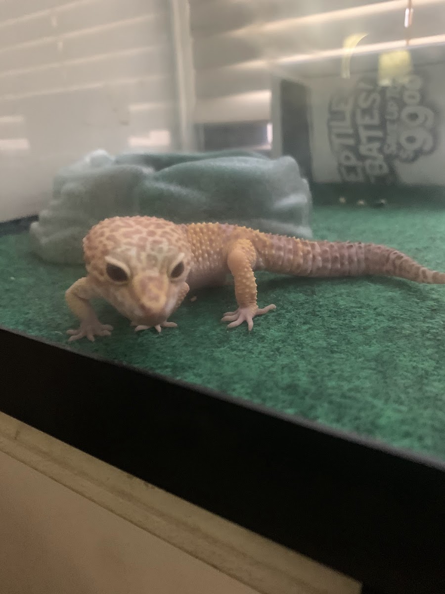Tropical Pets photo 6